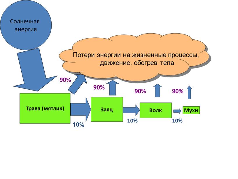 Волк Трава (мятлик) Заяц Мухи Солнечная энергия