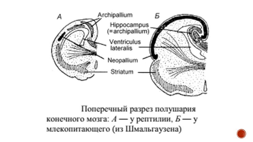 Нервная система позвоночных