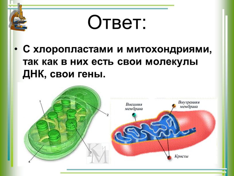 Ответ: С хлоропластами и митохондриями, так как в них есть свои молекулы