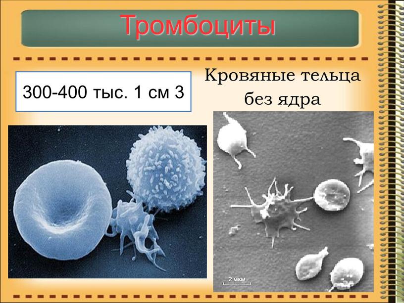 Тромбоциты 300-400 тыс. 1 см 3