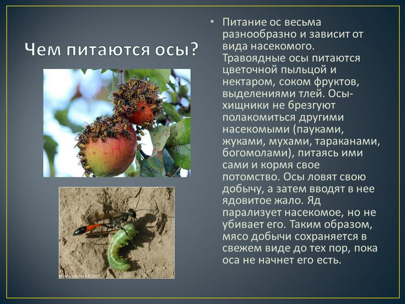 Чем питаются осы? Питание ос весьма разнообразно и зависит от вида насекомого
