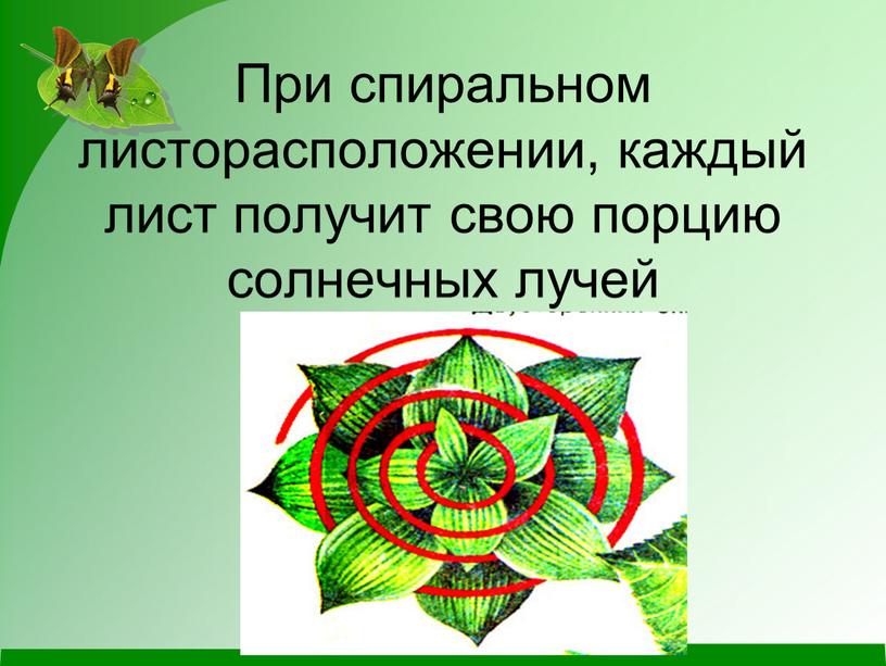 При спиральном листорасположении, каждый лист получит свою порцию солнечных лучей