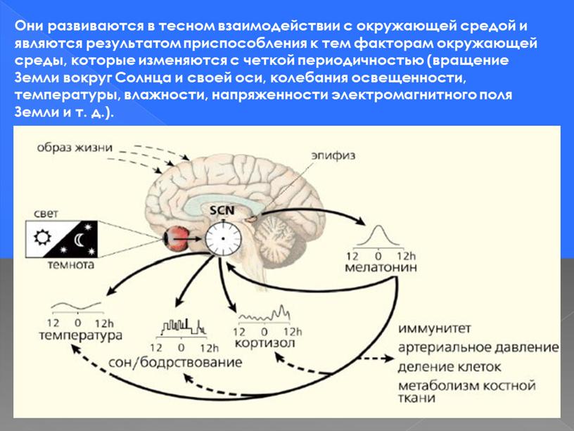 Они развиваются в тесном взаимодействии с окружающей средой и являются результатом приспособления к тем факторам окружающей среды, которые изменяются с четкой периодичностью (вращение