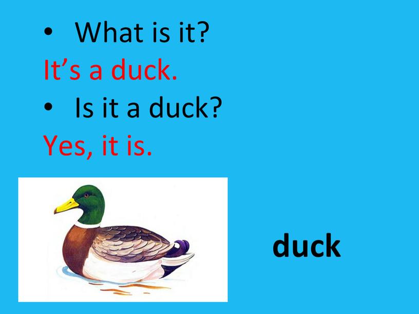 What is it? It’s a duck. Is it a duck?