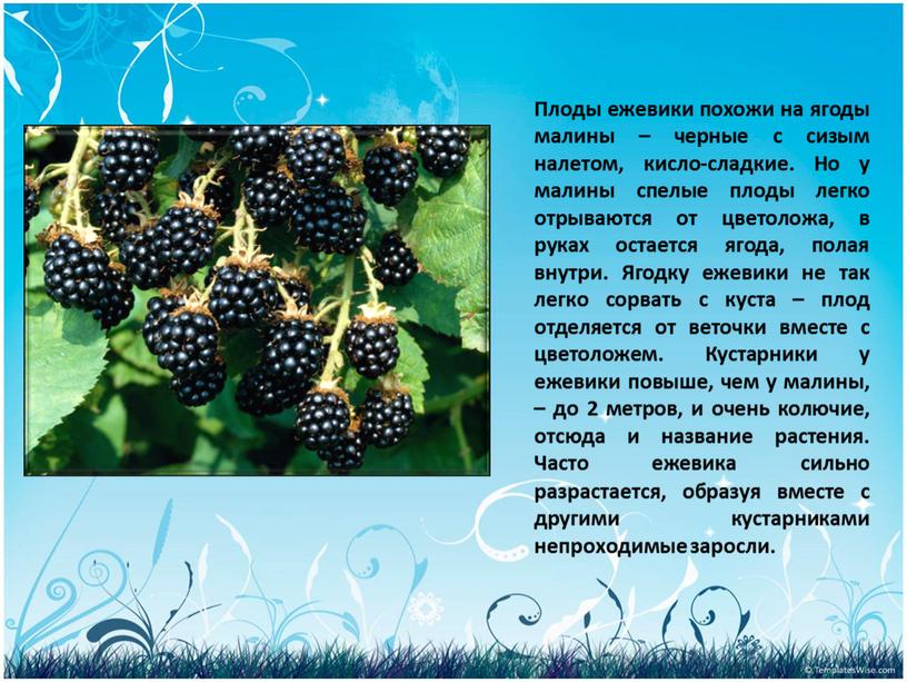 Плоды ежевики похожи на ягоды малины – черные с сизым налетом, кисло-сладкие