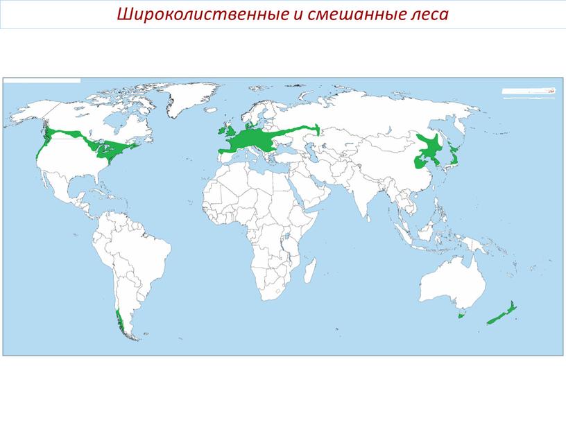 Широколиственные и смешанные леса