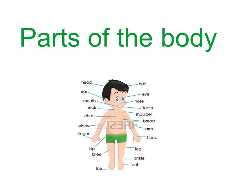 Parts of the body