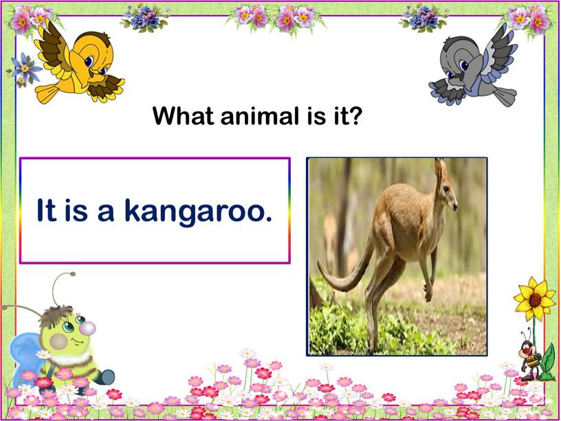 What animal is it? It is a kangaroo