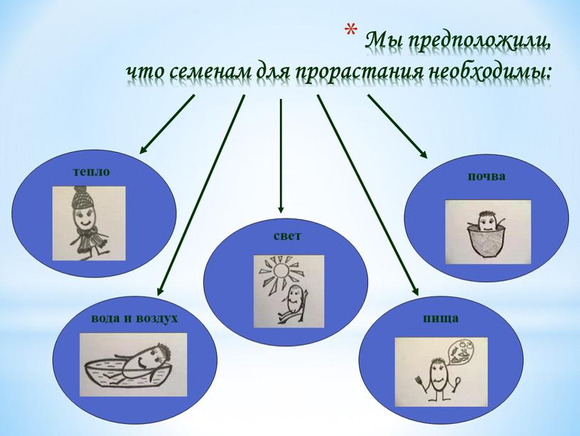 Мы предположили, что семенам для прорастания необходимы: тепло вода и воздух свет почва пища