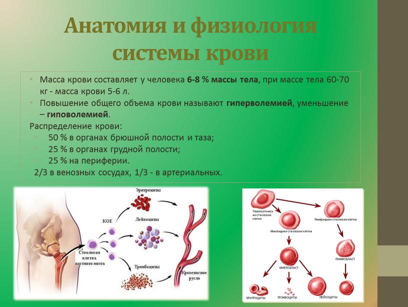 Анатомия и физиология системы крови