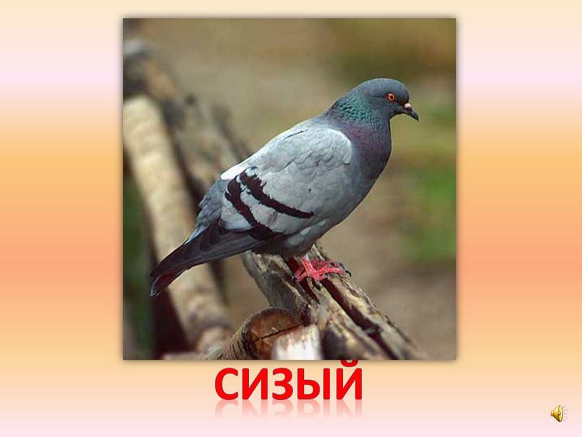 сизый