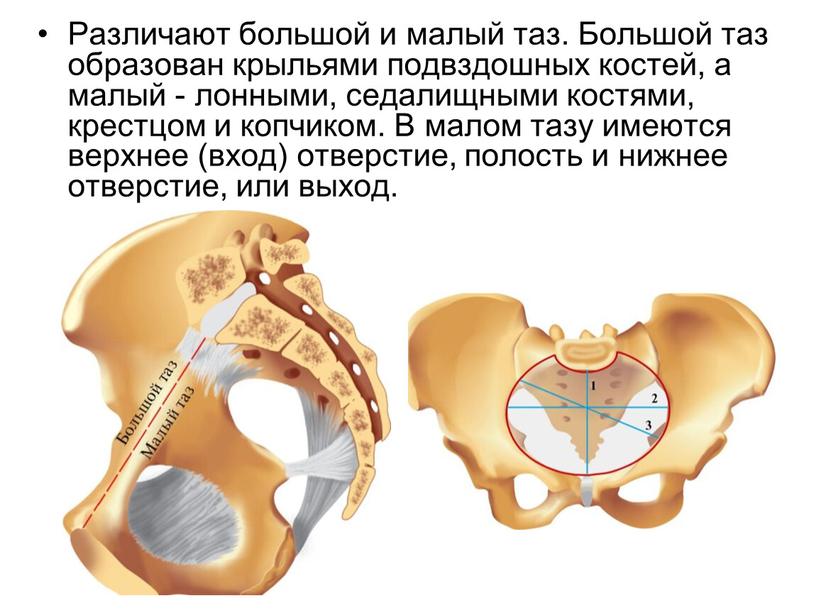 Различают большой и малый таз.