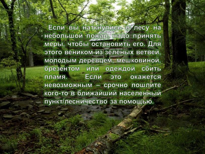 Если вы наткнулись в лесу на небольшой пожар, надо принять меры, чтобы остановить его