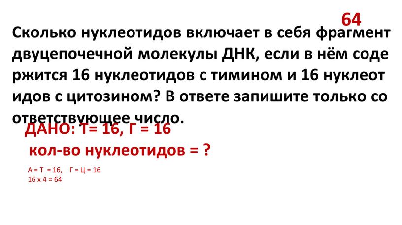 Сколько нуклеотидов включает в себя фрагмент двуцепочечной молекулы