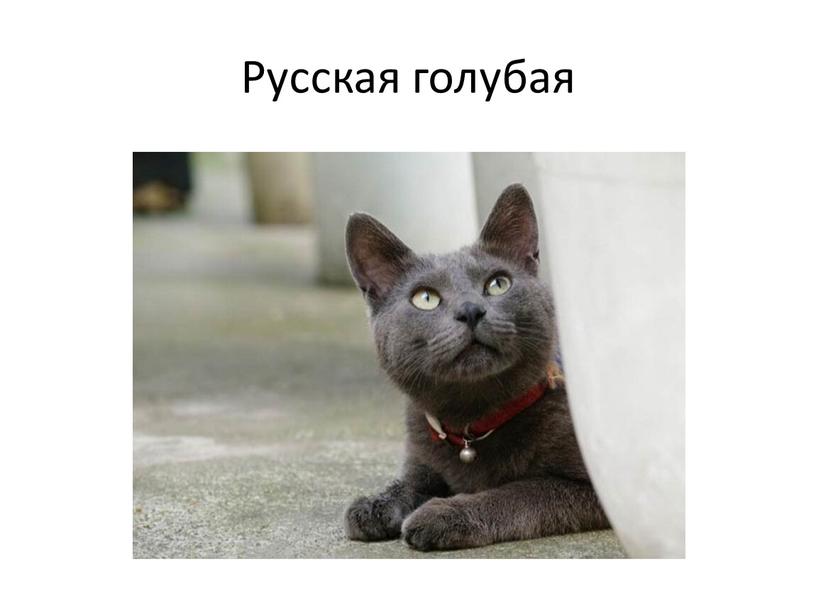 Русская голубая