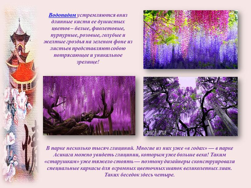 Водопадом устремляются вниз длинные кисти ее душистых цветов – белые, фиолетовые, пурпурные, розовые, голубые и желтые гроздья на зеленом фоне из листьев представляют собою потрясающее…