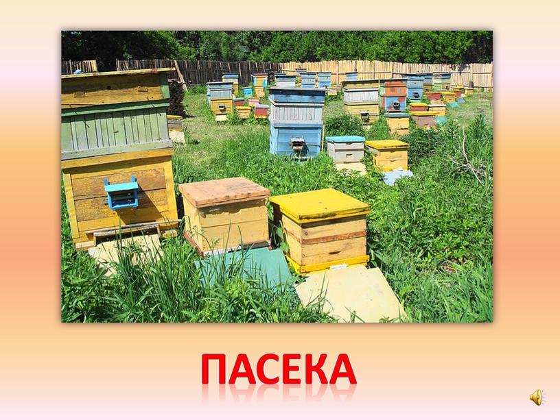 пасека