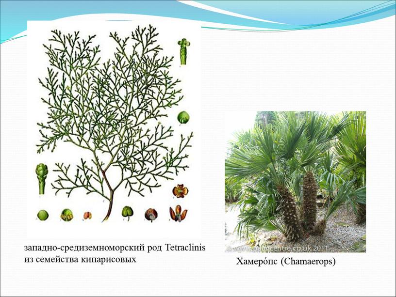 Tetraclinis из семейства кипарисовых