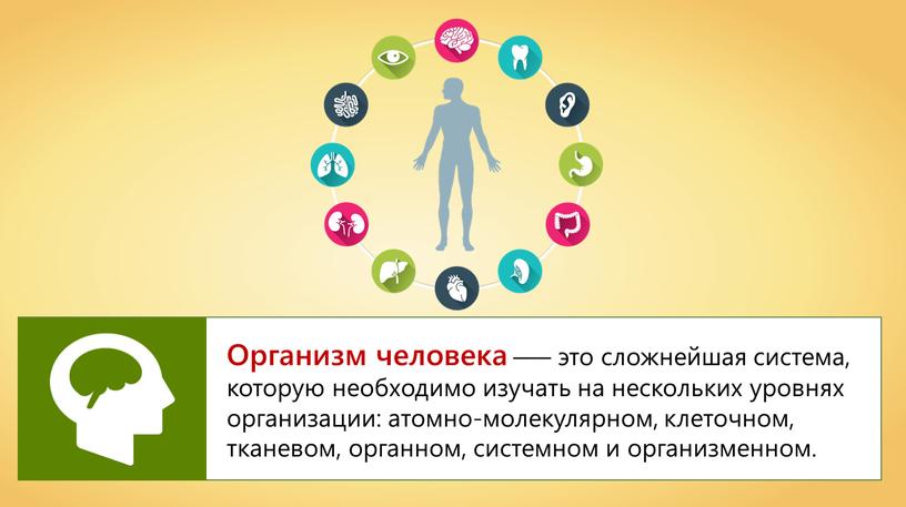 Организм человека —– это сложнейшая система, которую необходимо изучать на нескольких уровнях организации: атомно-молекулярном, клеточном, тканевом, органном, системном и организменном