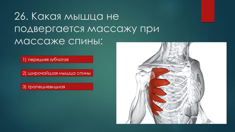 Какая мышца не подвергается массажу при массаже спины: 1) передняя зубчатая 2) широчайшая мышца спины 3) трапециевидная