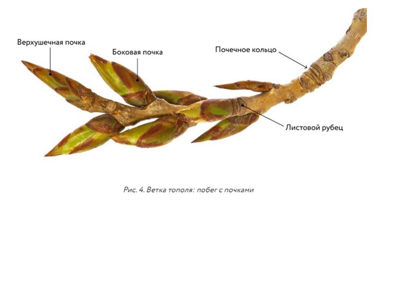 Строение почек растений, 6 класс, биология
