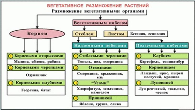 Размножение и оплодотворение растений. Вегетативное размножение