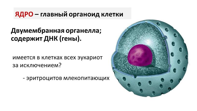 Двумембранная органелла; содержит