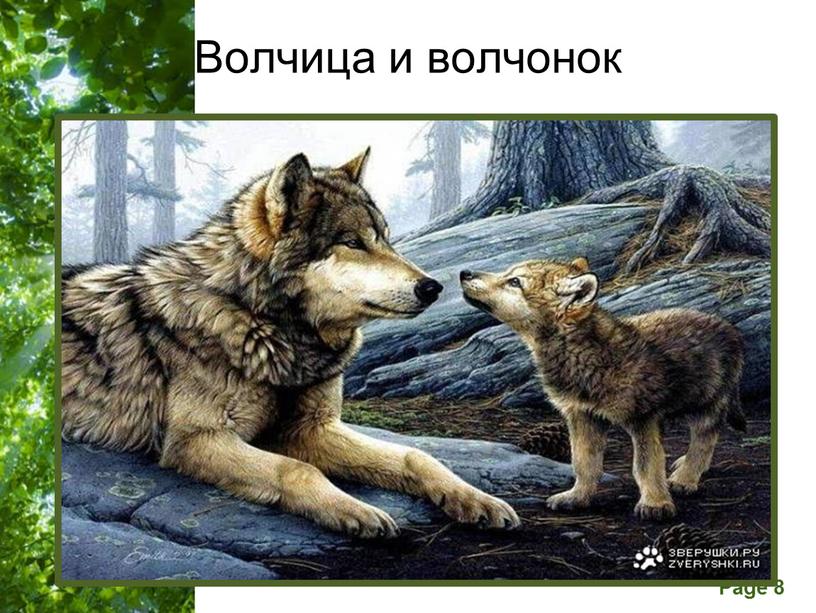 Волчица и волчонок