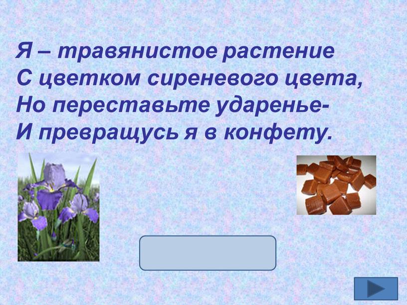 Я – травянистое растение С цветком сиреневого цвета,