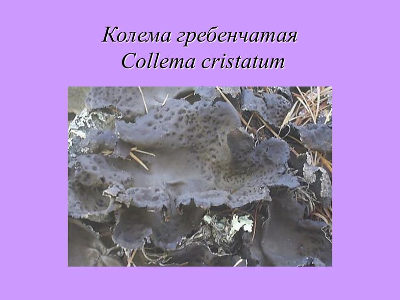Колема гребенчатая Collema cristatum