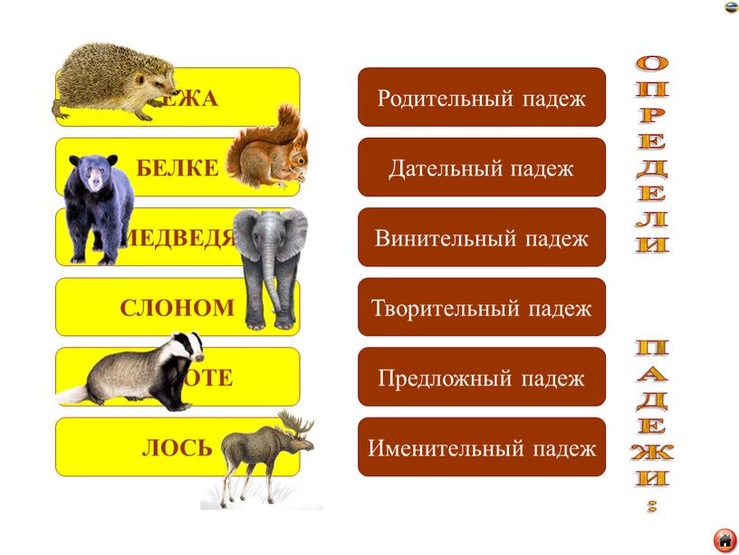 У ЕЖА БЕЛКЕ МЕДВЕДЯ СЛОНОМ О ЕНОТЕ