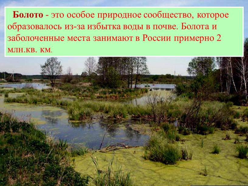 Болото - это особое природное сообщество, которое образовалось из-за избытка воды в почве