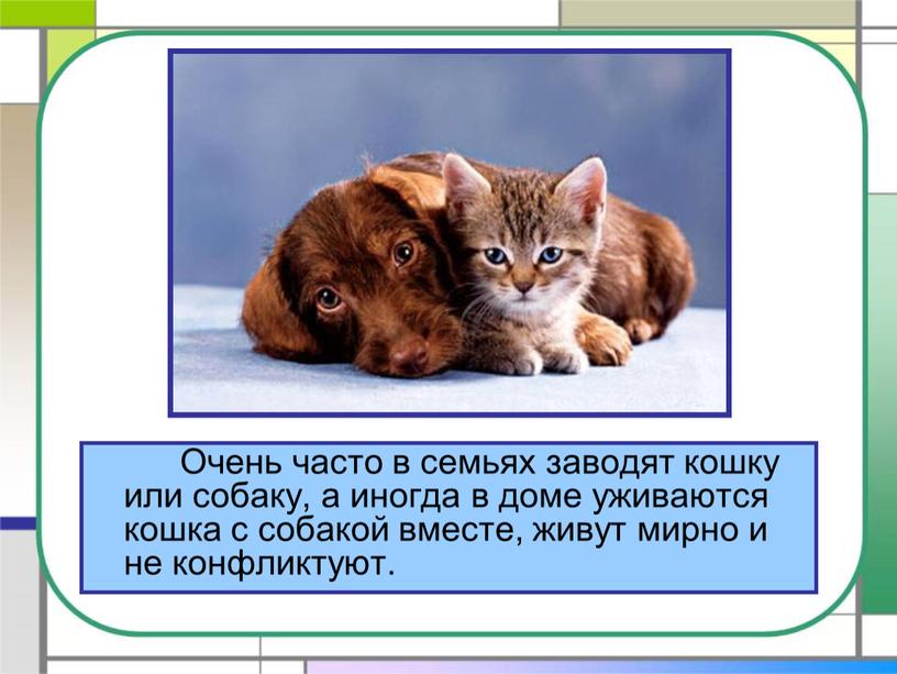 Очень часто в семьях заводят кошку или собаку, а иногда в доме уживаются кошка с собакой вместе, живут мирно и не конфликтуют