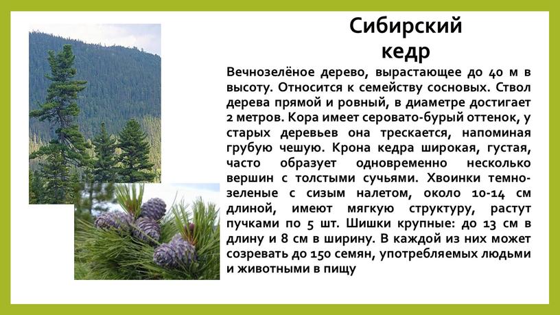 Сибирский кедр Вечнозелёное дерево, вырастающее до 40 м в высоту