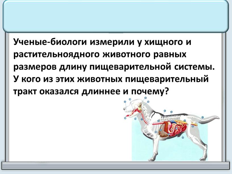 Ученые-биологи измерили у хищного и растительноядного животного равных размеров длину пищеварительной системы