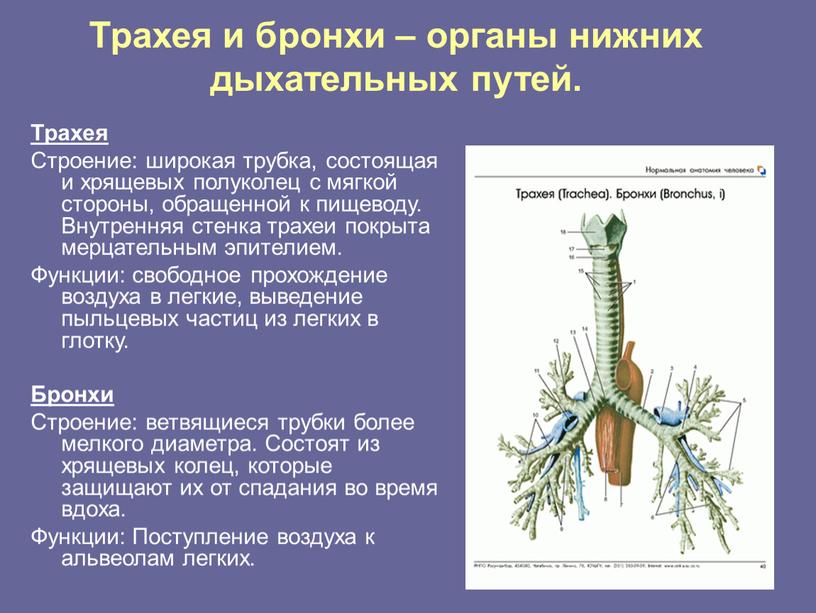 Трахея и бронхи – органы нижних дыхательных путей