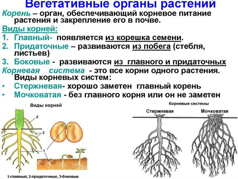 Царства растений