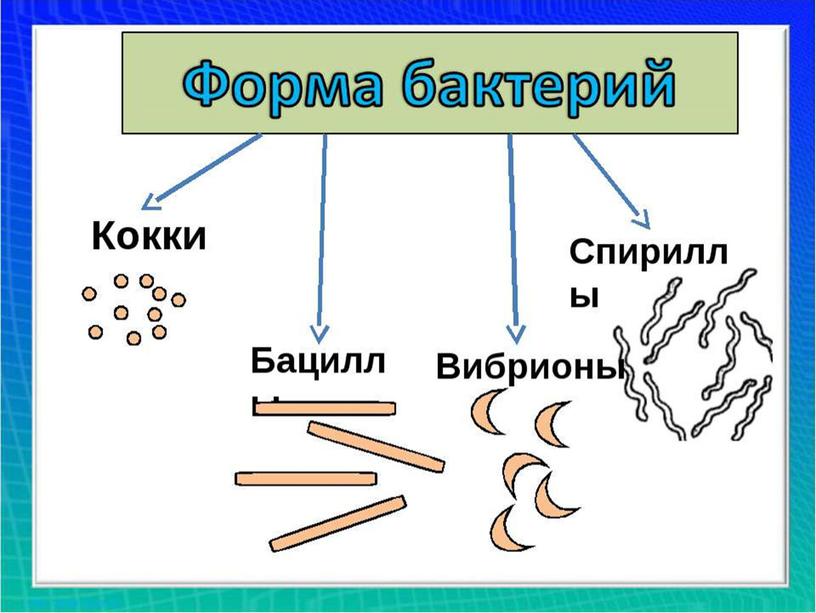 Презентация  к уроку "Бактерии"