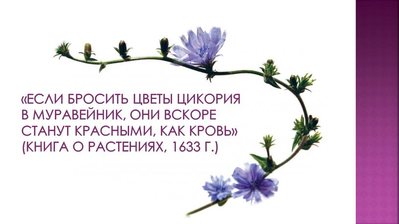 Если бросить цветы цикория в муравейник, они вскоре станут красными, как кровь» (книга о растениях, 1633