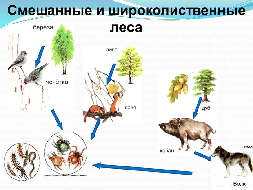 Смешанные и широколиственные леса