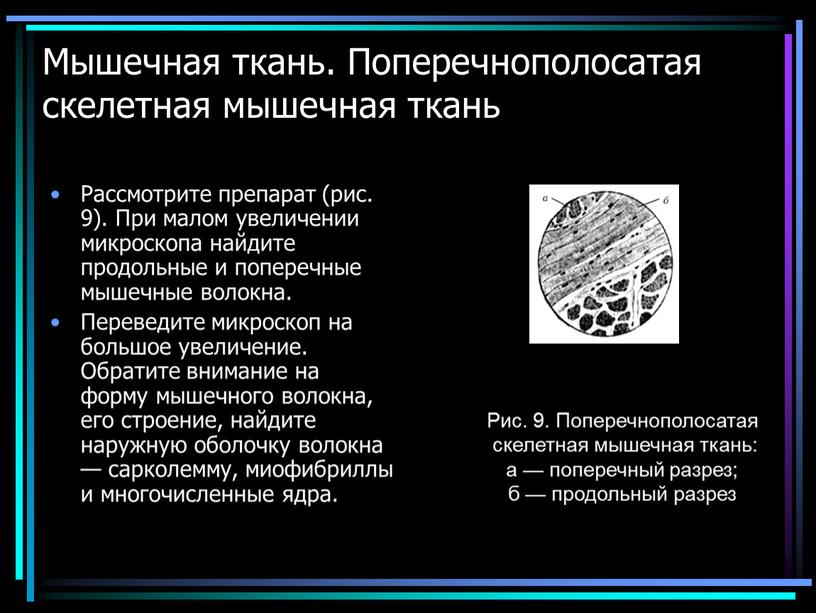 Мышечная ткань. Поперечнополосатая скелетная мышечная ткань