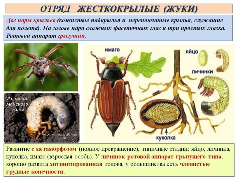 ОТРЯД ЖЕСТКОКРЫЛЫЕ (ЖУКИ) Две пары крыльев (кожистые надкрылья и перепончатые крылья, служащие для полета)