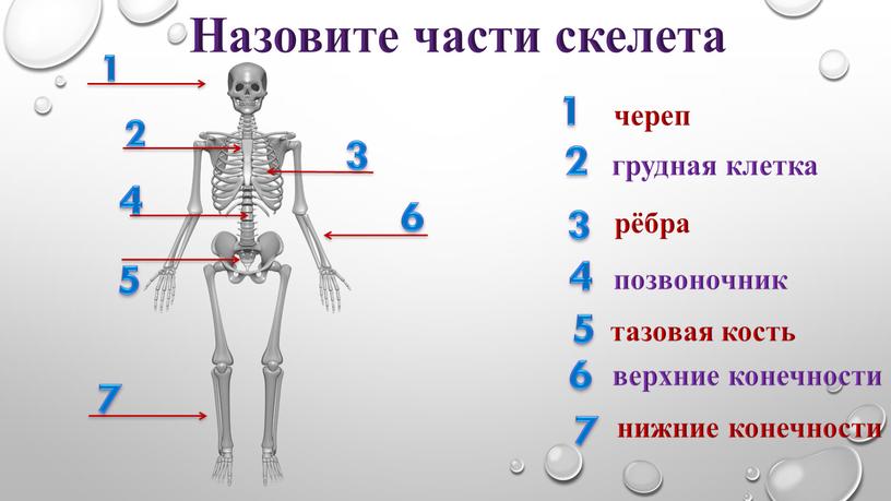 Назовите части скелета череп грудная клетка рёбра позвоночник тазовая кость верхние конечности нижние конечности 1 2 3 4 5 6 7 1 2 3 4…