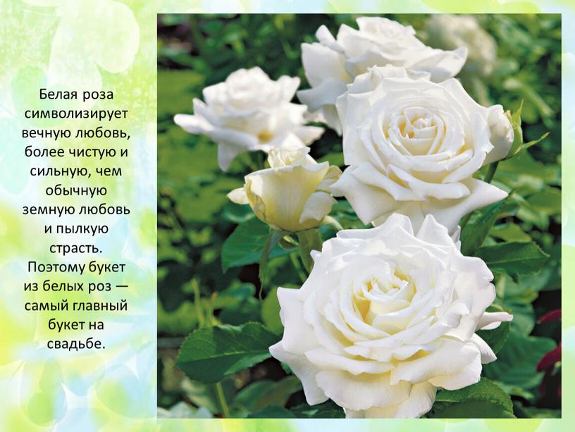 Белая роза символизирует вечную любовь, более чистую и сильную, чем обычную земную любовь и пылкую страсть