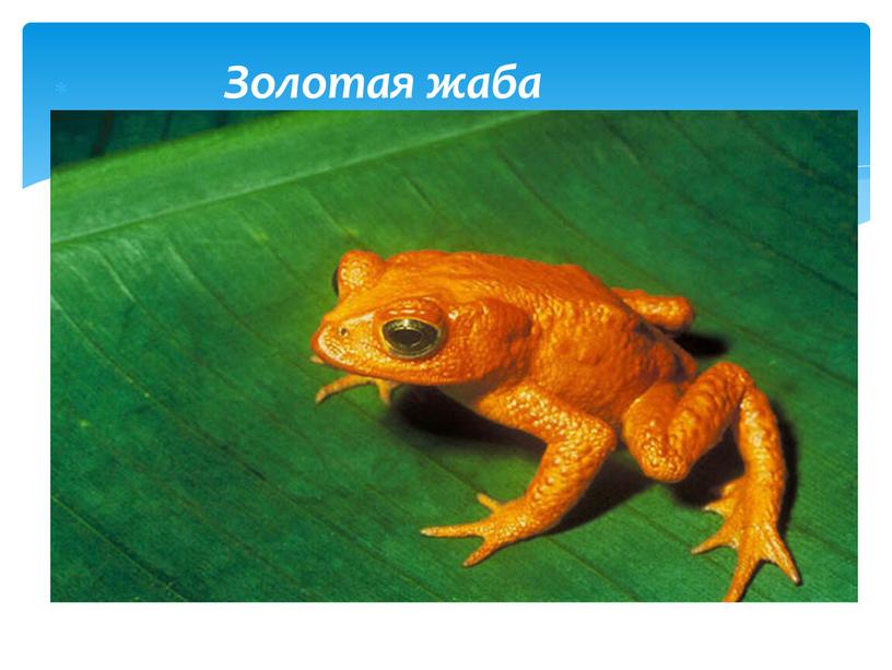Золотая жаба