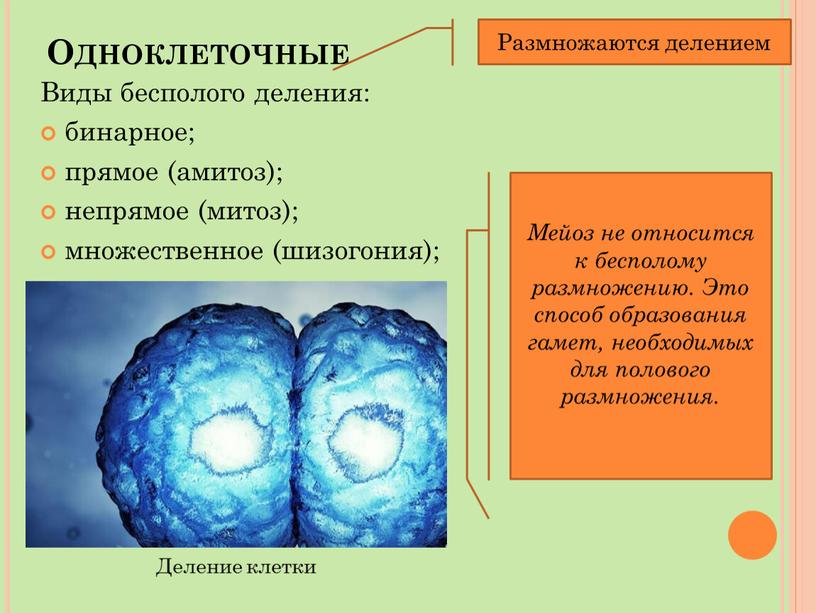 Одноклеточные Виды бесполого деления: бинарное; прямое (амитоз); непрямое (митоз); множественное (шизогония);