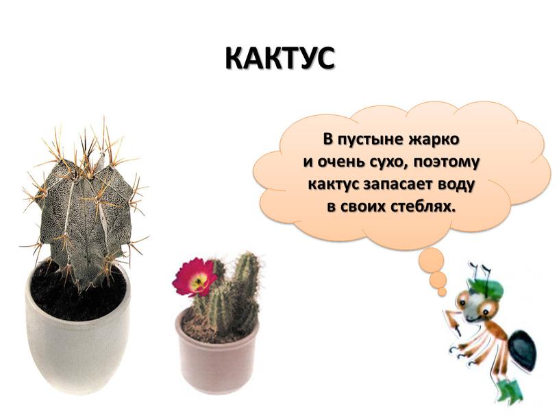 В пустыне жарко и очень сухо, поэтому кактус запасает воду в своих стеблях