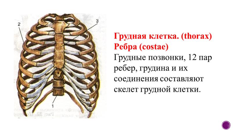 Грудная клетка. (thorax) Ребра (costae)