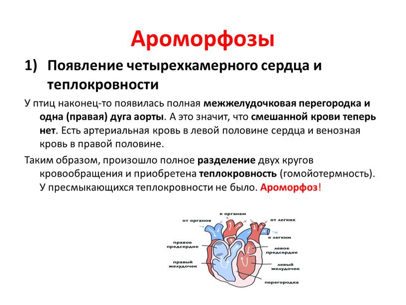Ароморфозы Появление четырехкамерного сердца и теплокровности