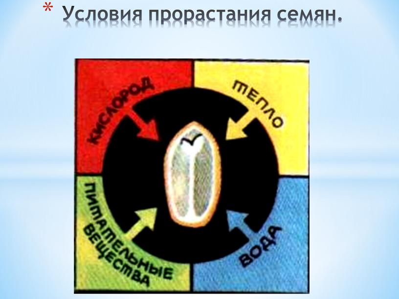 Условия прорастания семян.